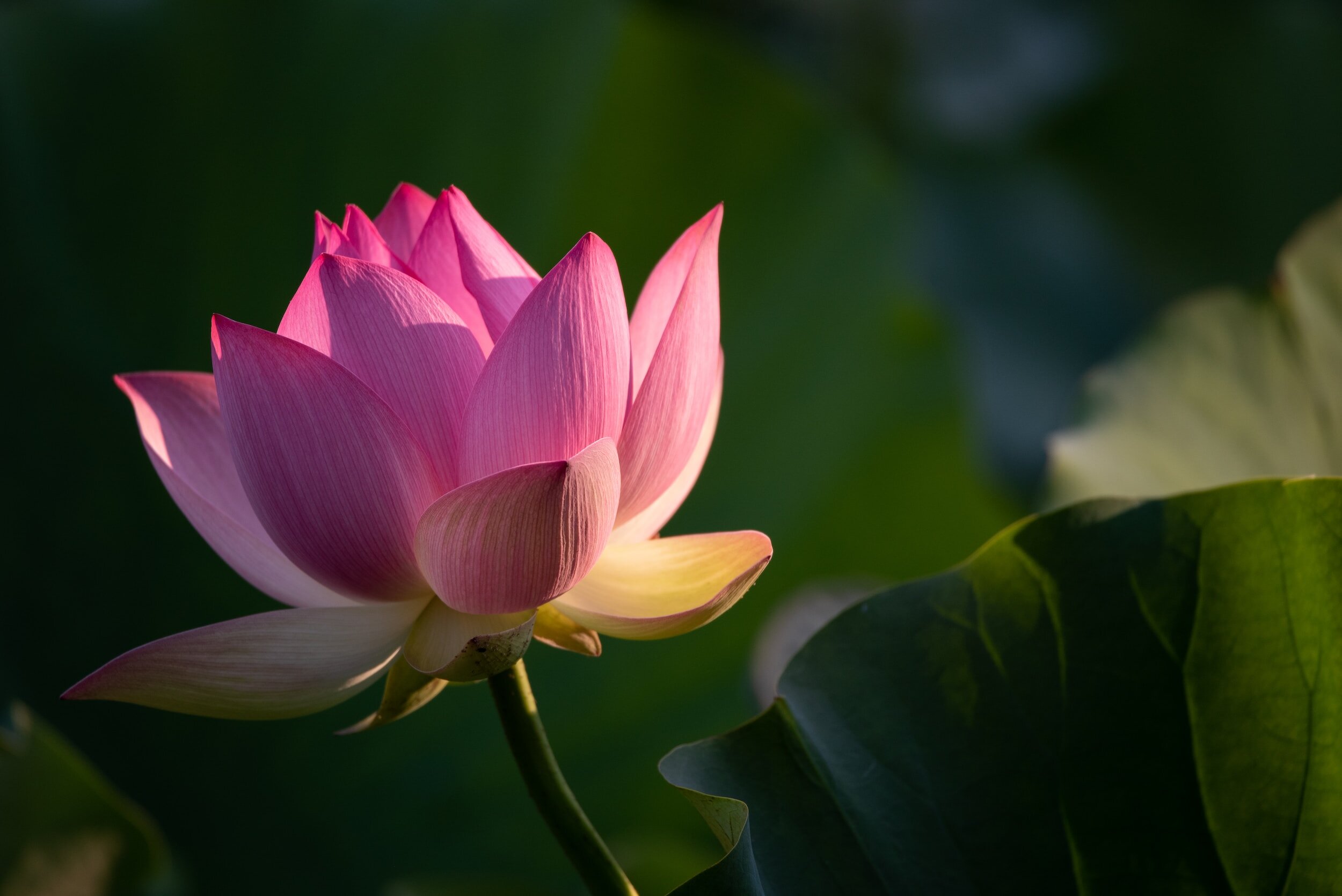 Pink lotus flower in bloom